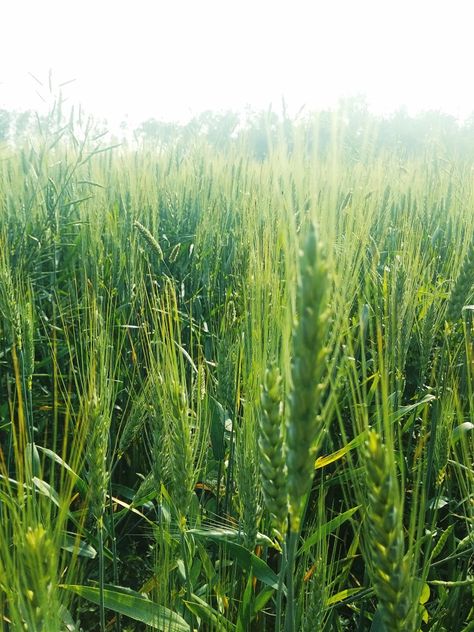 Wheat Crop, Cool Lock Screen Wallpaper, Cool Lock Screens, Miss You Dad, Cool Lock, Lock Screen, Screen Wallpaper, Lock Screen Wallpaper, Miss You