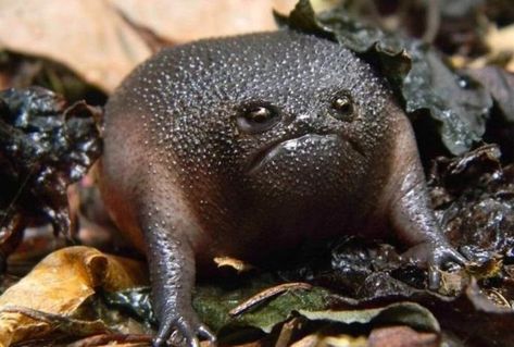 Black desert rain frog...feeling grumpy Desert Rain Frog, Types Of Frogs, Rain Frog, Desert Rain, Frog Meme, Frog Wallpaper, Black Desert, List Of Animals, Diy Friendship Bracelets Patterns