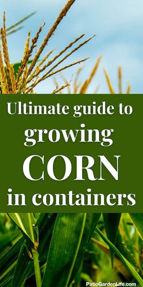 Corn Growing, Growing Sweet Corn, Grow Corn, Privacy Landscaping Backyard, Loamy Soil, Growing Corn, Experiment For Kids, Bucket Gardening, Backyard Vegetable Gardens