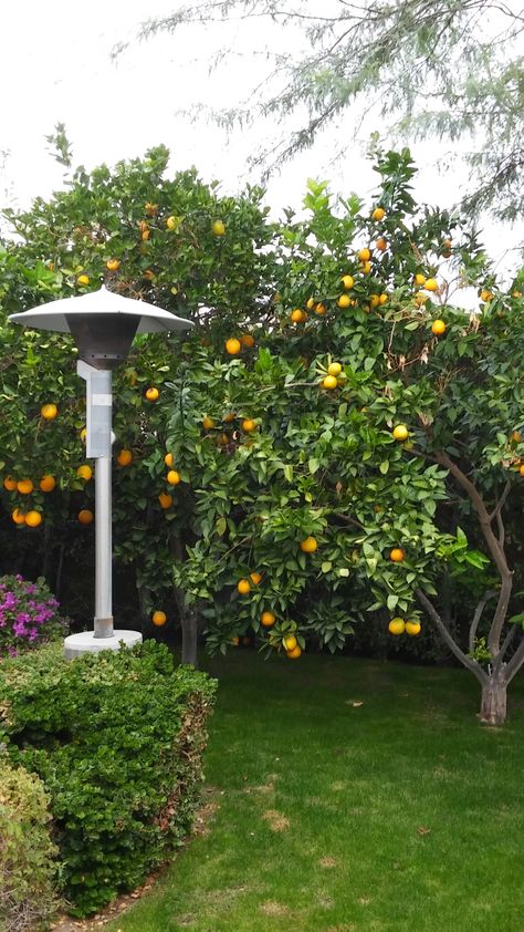 Just took these 12-10-18.  Back yard navel and blood orange trees with ripening fruit. Washington Navel Orange Tree, Fruit Trees Backyard Aesthetic, Fruit Tree Driveway, Orange Trees Backyard, Orange Tree Garden, Zpt Background, Trees Backyard, Backyard Vibes, Fruit Trees Backyard