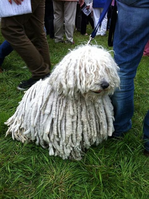 Mop dog Mop Dog, Dog Bread, Mop Heads, Dogs For Sale, Cute Animals, Dogs, Animals