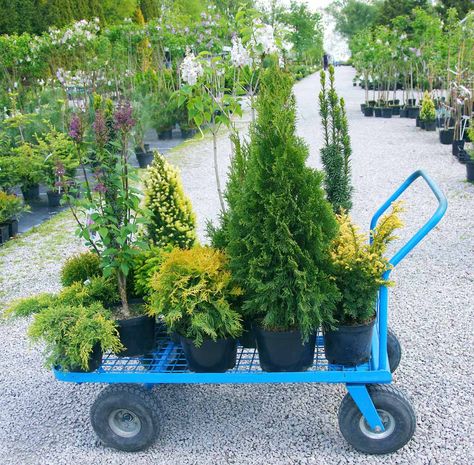 Shrubs in pots Garden Borders With Pots, Container Shrubs Patio, Planters With Evergreens, Evergreen Shrubs In Pots, Evergreen Container Garden, Evergreen Container Plants, Container Evergreens, Pots On Steps, Evergreen Pots