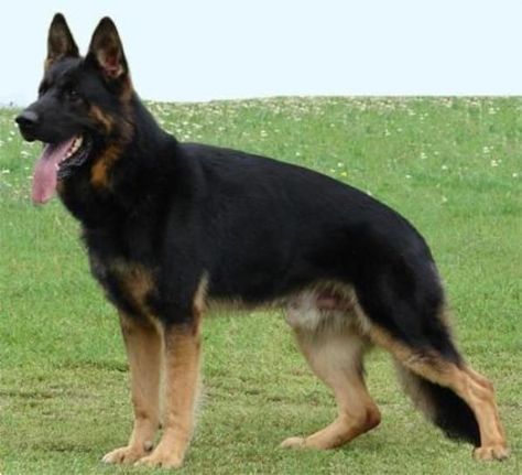 Ddr German Shepherd, Sable German Shepherd, Black German Shepherd Dog, German Sheperd Dogs, Gsd Dog, Black German Shepherd, Coban, Doberman Pinscher, Shepherd Puppies