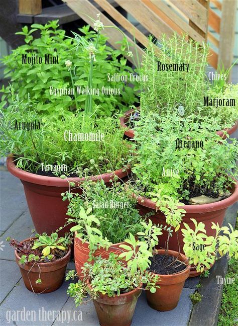 This garden has 14 different herbs growing that come back year after year: mint (variety show in Kentucky Colonel or Mojito mint), Egyptian walking onions, saffron, rosemary, chives, marjoram, and oregano just to name a few. Townhouse Backyard, Thyme Garden, Small Holding, Container Herb Garden, Herb Containers, Herb Gardens, Herb Garden Design, Gardening Design, Herb Gardening