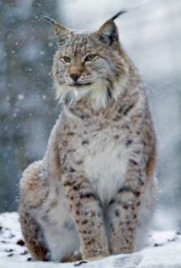 Lynx Cat, Canada Lynx, Eurasian Lynx, Lynx Lynx, Animals Tattoo, Tattoo Nature, Chinchillas, Animal References, Save Animals