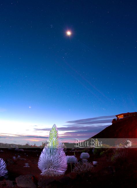 Silversword plant, Haleakala Crater, Maui at dawn. Agaves, Maui, United States, Hawaii, Northern Lights, The Unit, Natural Landmarks, Photographer, Plants