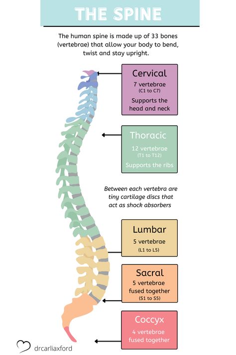 As part of the Spinal Flow Technique Certification Program our students learn about the spine. Here is a diagram showing the cervical, thoracic, lumbar, sacral and coccyx regions. Cervical Thoracic Lumbar, Lumbar Spine Xray Anatomy, Spine Diagram Anatomy, Spinal Flow Technique, Spinal Cord Diagram, Chiropractor Student, Spine Diagram, Cervical Spine Anatomy, Spinal Flow