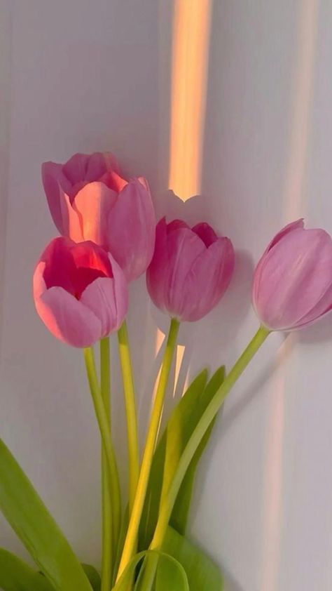 Flowers Aesthetic, Pink Tulips, Tulips, Make Your, The World, Flowers, Wall, Green, Pink