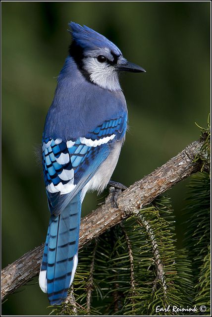 Blue Jay Blue Jay Bird, Jay Bird, Airbrush Art, Nature Birds, Backyard Birds, Bird Pictures, Exotic Birds, Bird Drawings, Pretty Birds