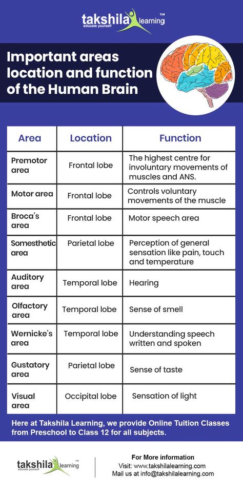 Live / Online Tuition Classes for CBSE/ICSE Class 10 biology Takshila Learning provides CBSE Class 10th crash course for the batch 2020/2021 and online tuition classes, Live classes for class 10th, Live classes for class 12th, Class 10 biology online Get Updated online Tuition classes for CBSE 10th biology Call us at 8800999280/83/84 For more details visit Takshila Learning for #class10onlineclasses #onlineclass10 #onlineclassesforclass10 #10thonlineclasses #onlineclassesforclass10cbse Brain Parts And Functions, Sensory Organs, Brain Parts, Learn Biology, Sample Question Paper, Physics Lessons, Current Affairs Quiz, Tuition Classes, The Human Brain