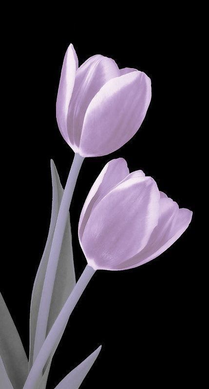 Light Pink Tulips, Uicideboy Wallpaper, Tulip Art, Tulip Drawing, Purple Flowers Wallpaper, Tulip Painting, Tulips Art, Watercolor Tulips, Simple Phone Wallpapers