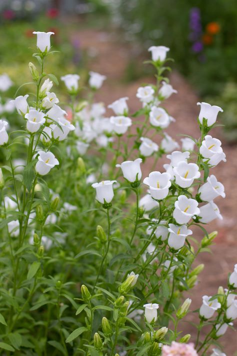 Campanula, or Canterbury Bells, growing at our flower farm in Philadelphia.  Our favorite variety at Love 'n Fresh Flowers is 'Champion White'.  It has tall strong stems with lots of pure white bells.  Harvest when several bells are fully open but with one or two plump buds still at the tops. White Canterbury Bells, Campunala Flowers, Flowers That Look Like Bells, Canterbury Bells Aesthetic, Tall White Flowers, Bell Flowers Aesthetic, Flowers Tattoos For Women, Canterbury Bells Flower, Blue Flowers Drawing