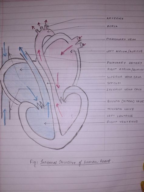 Heart diagram biology anatomy students school easy circulatory system Heart Diagram Drawing Easy, Easy Heart Diagram, Heart Diagram Anatomy, Structure Of Human Brain, Levels Of Organization Biology, Simple Heart Diagram, Biology Heart, Handwriting Tutorial, Human Heart Diagram