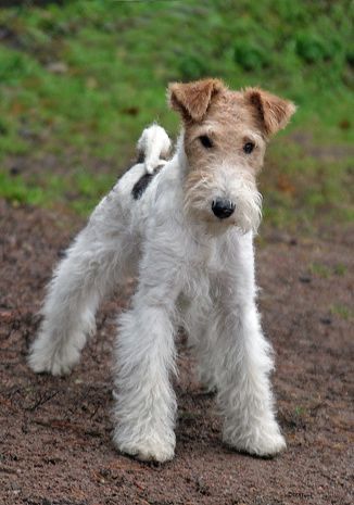 Fox Terrier Puppy, Wire Haired Terrier, Wirehaired Fox Terrier, Smooth Fox Terriers, Lakeland Terrier, Dog Training Classes, Terrier Breeds, Fox Terriers, Wire Fox Terrier