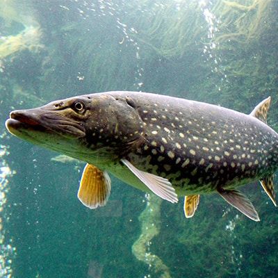 Facts & Guide to Northern Pike 2020 (Esox lucius) - Pond Informer Michigan Fish, Pike Fishing Tips, Dangerous Fish, Pike Fish, Northern Pike, Isle Royale, Isle Royale National Park, Fish Artwork, Pike Fishing