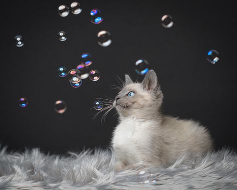 Kittens are so much fun to photograph!  #kitten #bubbles #photography #pets Kitten Photography Ideas, Cute Kitten Photoshoot Ideas, Kitten Photoshoot Ideas, Kitten Photography, Cat Photography Ideas, Kitten Birthday, Kitten Photos, Kitten Pictures, Cat Parenting