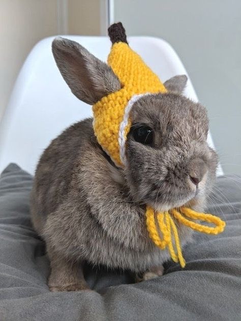 Hippity Hoppy Bunnies Wearing Smol Hats - I Can Has Cheezburger? Pet Rabbit Clothes, Diy Bunny Toys, Rabbit Habitat, Crochet Apple, Bunny Room, Crochet Costumes, Pet Bunny Rabbits, Rabbit Clothes, Bunny Care