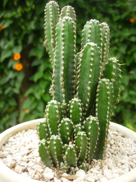 Cereus Tetragonus "Fairy Castle" Cactus Cactus Photoshoot, Fairy Castle Cactus, Cactus Arrangement, Painted Rock Cactus, Fairy Castle, Making Plant Pots, Cactus Painting, Watercolor Cactus, Watercolor Plants