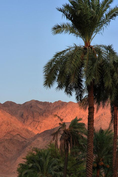 Jordan: Aqaba Mountains. View towards the barren mountains in Aqaba, city in Jor , #Aff, #View, #barren, #Mountains, #Jordan, #Aqaba #ad Aqaba Jordan, Jordan Travel, Sunset Images, Red Sea, The Coast, Royalty Free Photos, Free Stock Photos, Stock Photography, Lush