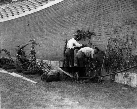 1937 - Wriggly field The planting of the Ivy Major League Baseball Stadiums, Chicago Sports Teams, Cubs Win, Baseball Park, Go Cubs Go, Chicago Cubs Baseball, Chicago History, Cubs Baseball, Chicago Sports