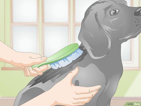 Dog Dry Skin Remedy, Dog Dry Skin, Puppy Tips, Apply Coconut Oil, Puppies Tips, Elderly Dogs, Dry Flaky Skin, Dry Skin Remedies, Scaly Skin