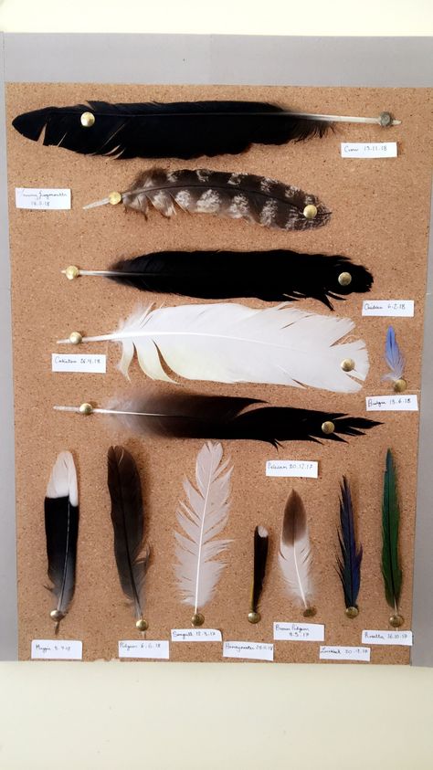 Bird Feather Display, Display Feathers Ideas, Feather Collection Storage, Feather Display Ideas Diy, Crafts With Bird Feathers, How To Display Feathers, Feather Collection Display Ideas, Crafts To Do With Feathers, Feather Collection Display