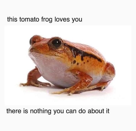 34 Fantastic Frog Memes For Amphibian Enthusiasts - Memebase - Funny Memes Tomato Frog, Pet Frogs, Frog Meme, Frog Pictures, 밈 유머, Funny Frogs, Frog Art, A Frog, Frog And Toad