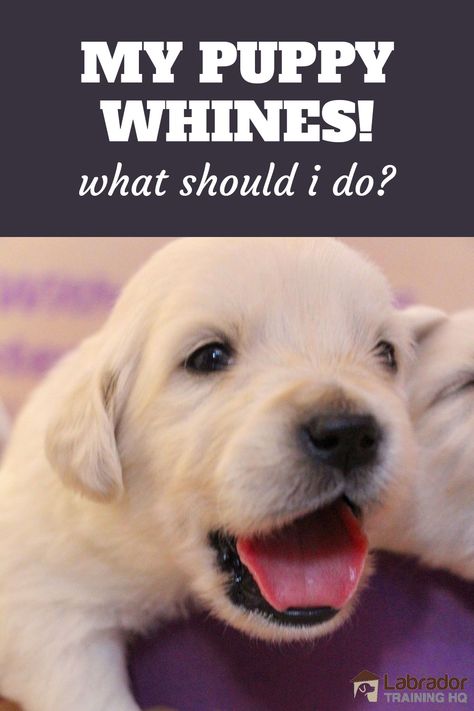 Puppy Recipes, Puppy Whining, Labrador Training, Puppy Things, Stop Whining, Puppies Tips, Dog Ideas, Best Dog Training, My Puppy