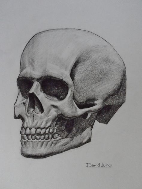 Skull. Charcoal. How To Draw Skulls Step By Step, Skull Shading, Drawing Assignments, Human Skull Drawing, Skull Drawing Sketches, Sketchbook Assignments, Skull Anatomy, Inktober 2024, Skulls Drawing