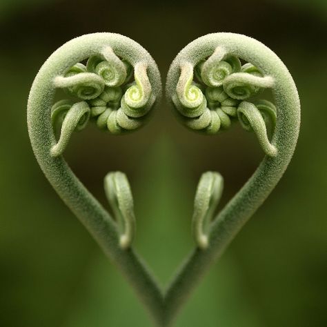 unfolding fern shaped like an opening heart ♥ Fibonacci In Nature, Fiddlehead Ferns, Hearts In Nature, Hearts Everywhere, Heart In Nature, Fern Frond, 3 Hearts, Be Still My Heart, I Love Heart