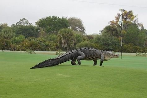 As a former Floridian who has consumed beers on a number of the Sunshine State’s less prestigious golf courses, I can affirm that alligators are not a new sight around links south of Valdosta, Georgia... Florida Alligators, Funny Links, American Alligator, Best Golf Courses, Golf Tips For Beginners, Animal Sounds, Crocodiles, Reptiles And Amphibians, Golf Tips