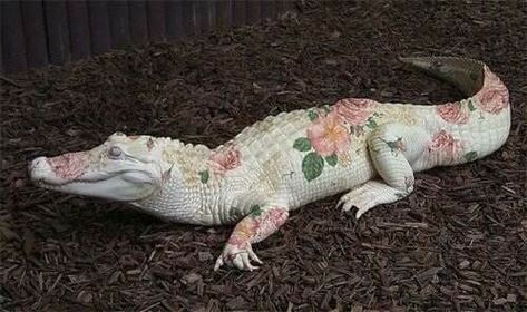 Alligator, Flowers