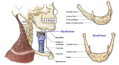 Hyoid bone and related muscles and ligaments | RANZCRPart1 Wiki | Fandom powered by Wikia Hyoid Bone Anatomy, Trans Voice, Hyoid Bone, Neck Muscle Anatomy, Head And Neck Anatomy, A And P, Neck Anatomy, Anime Bodies, Paranasal Sinuses