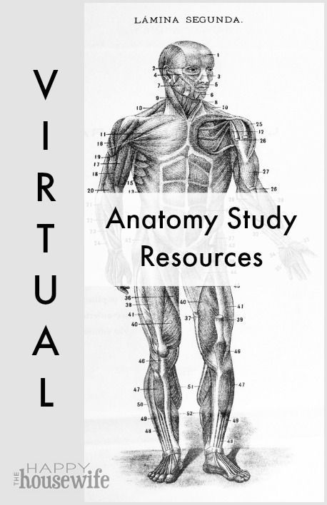 Thanks to new virtual anatomy resources, we can turn our computers into science labs and explore the world of anatomy and physiology. Here are some of my favorite virtual tools for studying anatomy. | The Happy Housewife Anatomy Resources, Studying Anatomy, Study Anatomy, Science Labs, Happy Housewife, Study Resources, Muscle Anatomy, Human Anatomy And Physiology, Anatomy Study