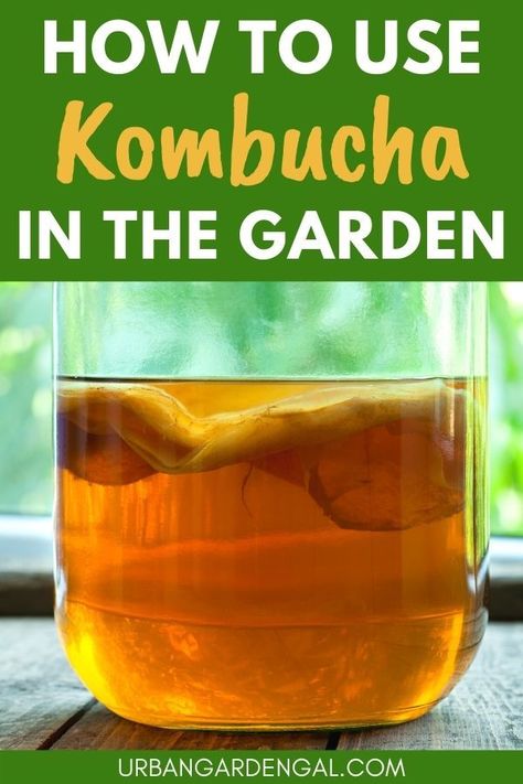 kombucha plant fertilizer Homemade Mead, Jun Tea, Kombucha Recipes, Make Your Own Kombucha, Diy Kombucha, Make Kombucha, Fermented Drinks, Kombucha Benefits, Kombucha Flavors