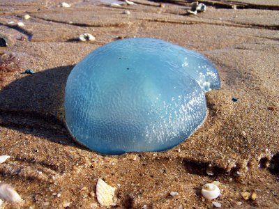 Blue Blubber Jellyfish (Catostylus mosaicus) Australia Blubber Jellyfish, Water Creatures, Future Job, Aquatic Life, Jelly Fish, Deep Blue Sea, Sealife, Ocean Life, Beach Glass