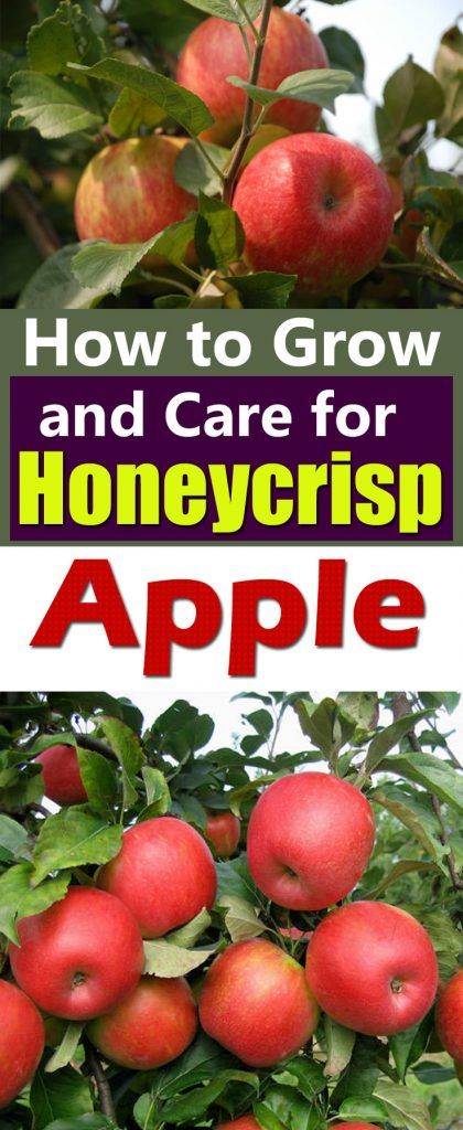 Apple Tree Garden Design, Apple Tree Garden, Fruit Trees Garden Design, Honeycrisp Apple Tree, Growing Apple Trees, Apple Tree Care, Apple Tree From Seed, Fruit Tree Garden, Honeycrisp Apple