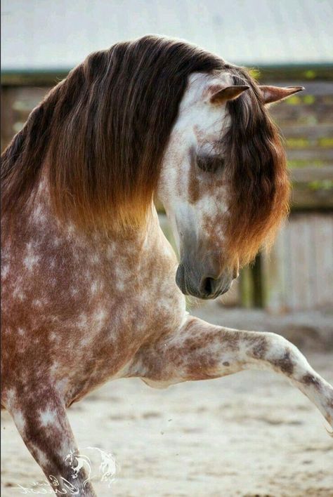 Drawing Horse, Horse Age, Unusual Horse, Horse Nutrition, Jumping Horse, Rare Horses, Riding Tips, Beautiful Horses Photography, Indian Horses