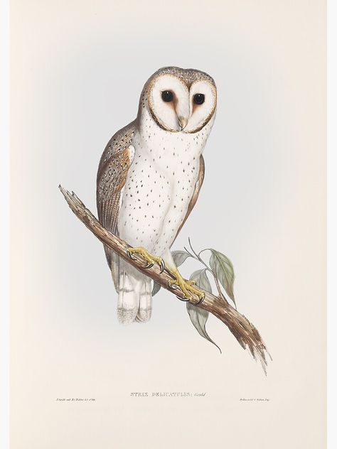 "Barn Owl - John Gould" Photographic Print for Sale by vintagepixs Barred Owl Drawing, Barn Owl Illustration, Great Horned Owl Sketch, Barn Owl Clip Art, Snowy Owl Sketch, Barn Owl Art, Sun Bear, Barred Owl Painting, Owl Sketch