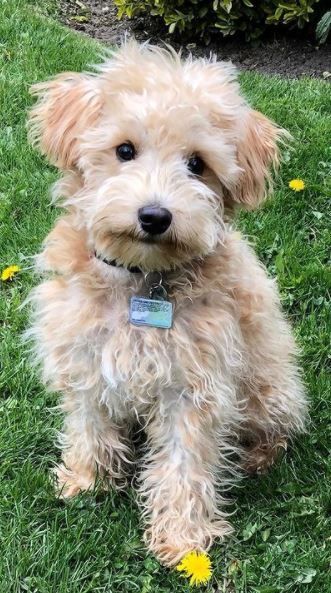 Miniature Schnoodle Puppies, Mini Schnoodle Haircuts, Schnoodle Haircut Styles, Miniature Schnoodle, Mini Schnoodle, Poodle Breeds, Schnoodle Puppies For Sale, Schnoodle Puppy, Schnoodle Dog