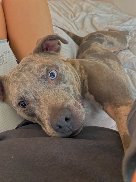 grey pitbull, blue eyed pitbull, dogs Grey Pitbull Blue Eyes, Blue Eyed Pitbull, Grey Pitbull, Pitbull Blue, Pitbull Dogs, Twenty Twenty, Dream Dog, Pets 3, Blue Eyed