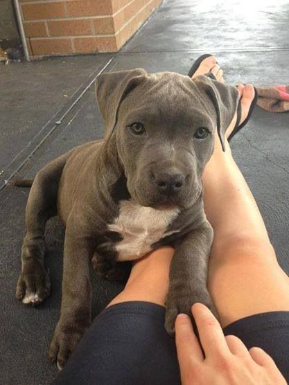 Stafford Puppy, Grey Pitbull Puppies, Grey Pitbull, Pitbull Dog Puppy, Pit Puppies, American Bulldog Puppies, Staffy Dog, Dog Mommy, Pitbull Puppy