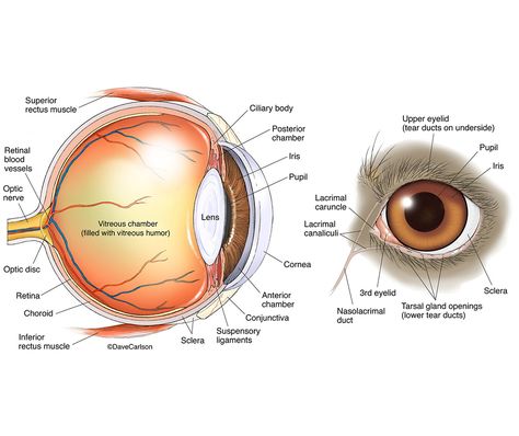 Eye Anatomy Diagram, Dogs Eyes Problems, Diagram Of The Eye, Eyeball Anatomy, Human Eye Diagram, Eye Lesson, Vet Tech School, Biology Diagrams, Science Diagrams