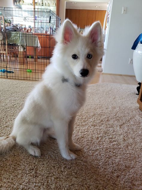 Pomsky pose💙 White Pomsky, Pomsky Full Grown, Favorite Animals, Husky, Dogs, Animals, Quick Saves, White