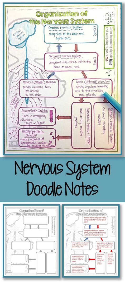 Nervous System Doodle Notes- A great introduction to the central and peripheral nervous systems. Nervous System Projects, Nervous System Anatomy, Medical Notes, Peripheral Nervous System, Human Body Unit, Brain Anatomy, Nursing School Survival, Ap Biology, Doodle Notes