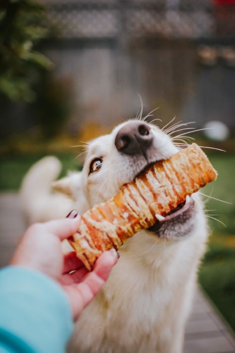 Dog Treat Photography, Dog Photoshoot, Dog Photograph, Dog Snacks, Dog Boarding, Dog Eating, Homemade Dog, Pet Treats, Dog Chews