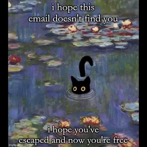 Cute Cat Memes, Bones Funny, Mood Pics, Funny Cute, Cat Memes, Make Me Smile, I Laughed, Feline, Black Cat