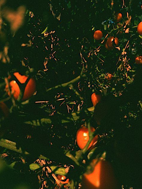 Tomato Plants Aesthetic, Tomato Plant Aesthetic, Tomato Aesthetic, Plants Aesthetic, Leo Sun, Tomato Plant, Tomato Garden, Plant Aesthetic, Tomato Plants