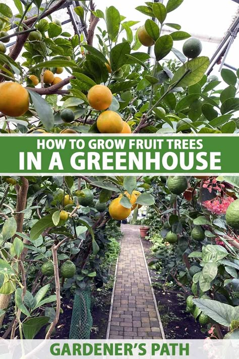 How to Grow Fruit Trees in a Greenhouse | Gardener’s Path Large Greenhouse For Trees, Herbs To Grow In Greenhouse, Green House For Trees, Greenhouse For Fruit Trees, Greenhouse With Trees, Tropical Fruit Greenhouse, Greenhouse Fruit Trees, Greenhouse For Trees, Greenhouse Growing Ideas