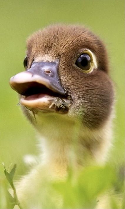 Regard Animal, Baby Ducks, Airbrush Art, A Duck, 웃긴 사진, Sweet Animals, Reference Photos, Animal Photo, Nature Animals